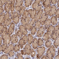 anti-FAM73B, Polyclonal, Novus Biologicals 0.1mL; Unlabeled:Antibodies,